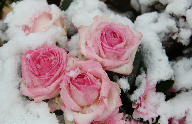 谁的眼泪在飞散文，悲伤的眼泪在飞（爱情的冬天）