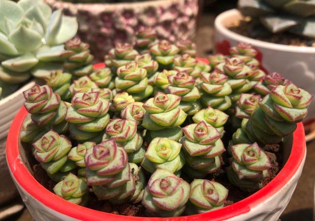 家里养什么植物好，家里适合摆放什么植物（吉祥喜庆青翠繁茂）