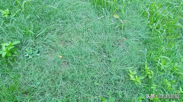 钝叶草（钝叶草），园林绿化中常见草坪植物种类（葎草叶片病害）