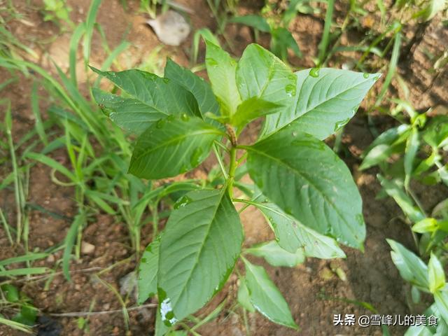 鸡冠子能不能吃，鸡冠子有毒吗能吃吗（网友：清肝明目好处多多）