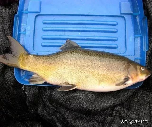 丁鱼岁（丁鱼系），怎样垂钓有皇家宠鱼之称的丁鱥（鱼丁系是啥）