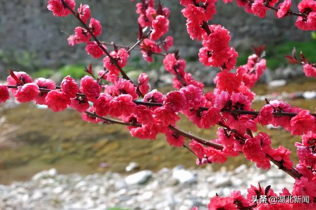武汉市花是什么，武汉什么花是市花（三月的湖北全是花花花花花花）