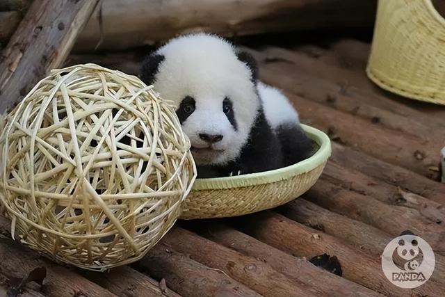 ​游客认错花花，就是那个三角形饭团~