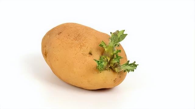 生活中常见的5种有毒食物，容易引起食物中毒的5种食物