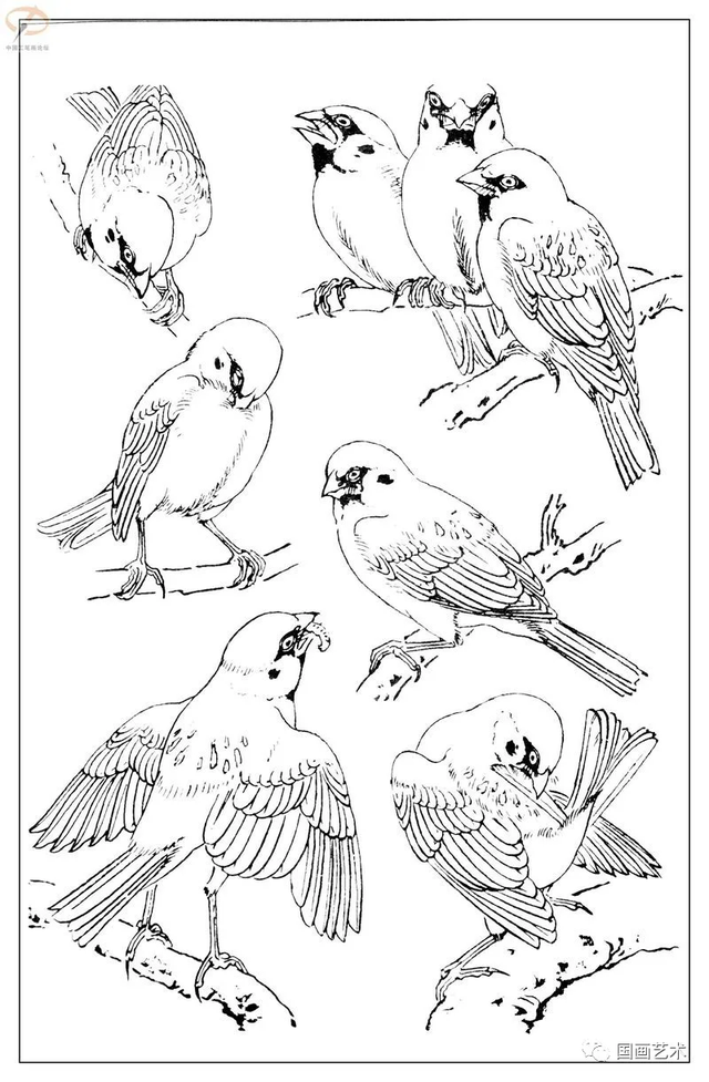 火的简笔画图片，火焰怎么画简笔画图片（画鸟参考——白描麻雀百图）