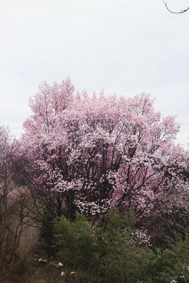 惜春长怕花开早，惜春长怕花开早的随笔散文（惜春长怕花开早何况落红无数是谁写的）