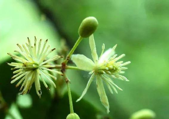 鲜花的花语和花的数目的寓意，鲜花数量的寓意（100种迷人的“数字花”）