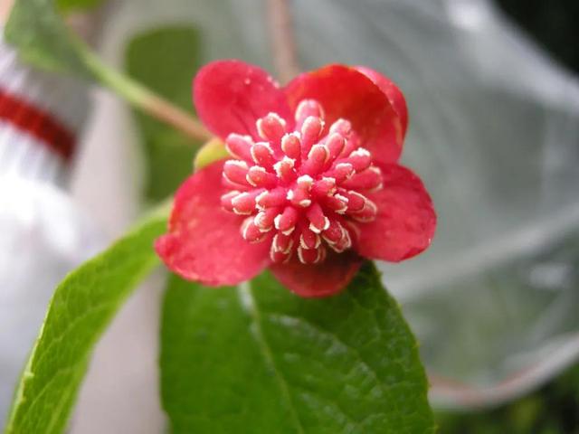 鲜花的花语和花的数目的寓意，鲜花数量的寓意（100种迷人的“数字花”）