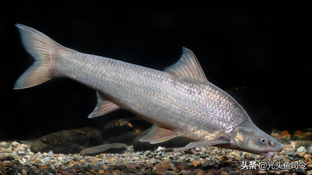 长江名贵鱼前十名，10大凶猛淡水鱼（我国保护的鱼类有87种）