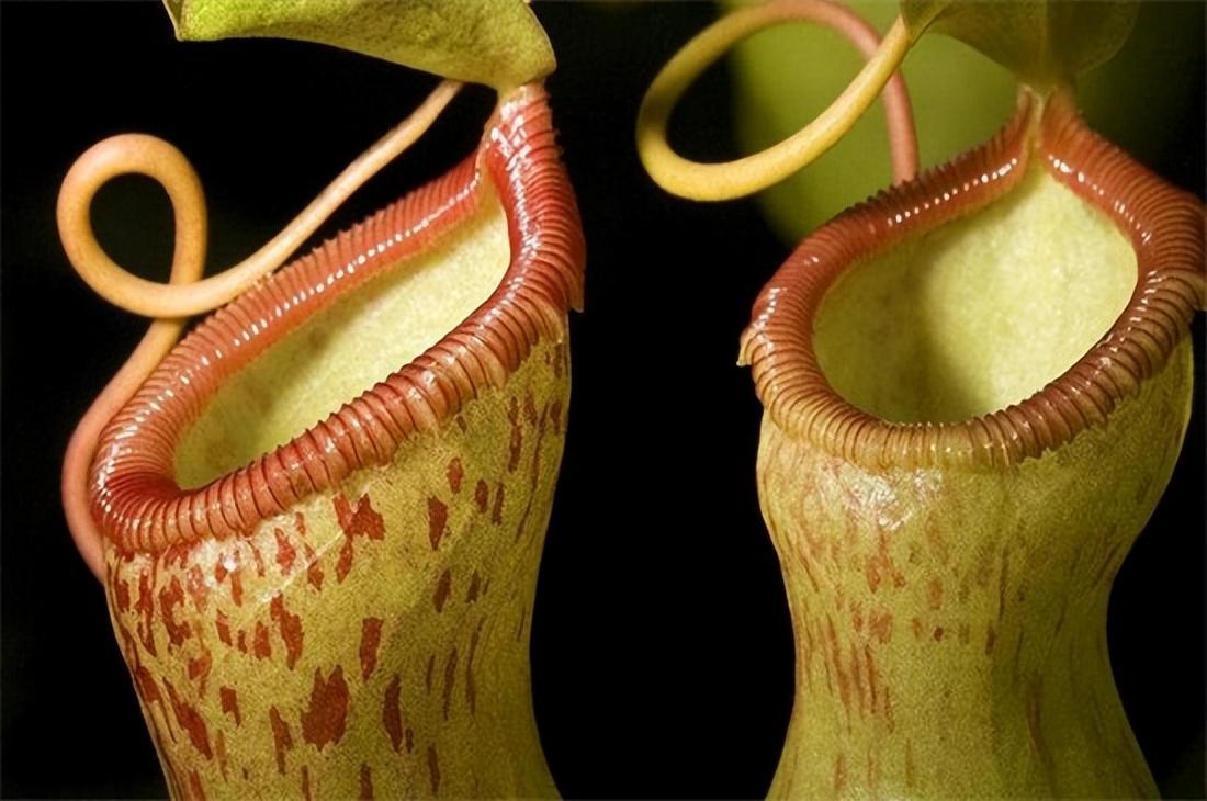 世界上十个奇怪的植物图片(世界上十个奇怪的植物) - 彝家农业网