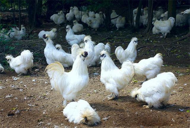 国家地理标志保护产品，黑龙江省十大著名国家地理标志保护产品是什么（江西的国家知识产权局认定的国家地理标志保护产品）