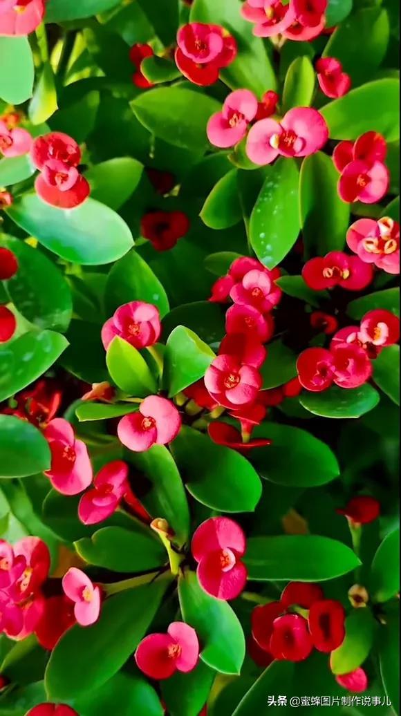 风景美图，风景美图壁纸（鲜花争艳，美景如画，过目不忘）