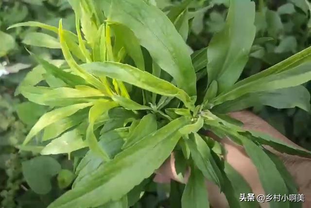 小蓬草有什么用处，老一辈叫“肠炎草”