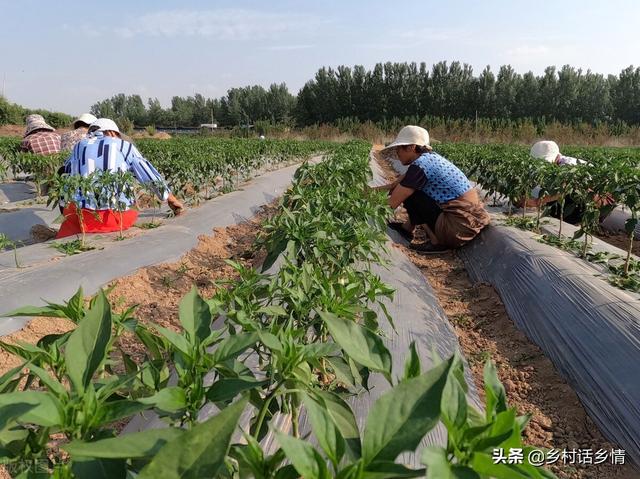 日常种菜的妙招，家庭种菜四个小妙招真神奇