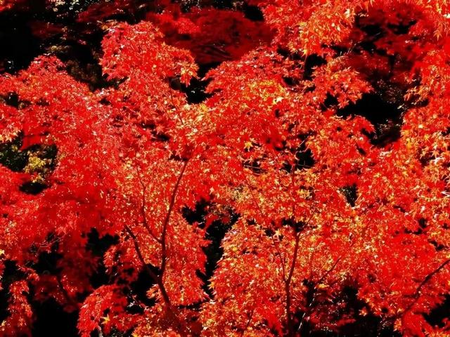 秋天是一个什么样的季节，秋天是一个什么样的季节写一段话（分享绝美秋色：叠翠流金）