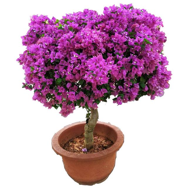 三角梅什么时候开花，三角梅几月开花啊（开出“满枝头”的漂亮花）