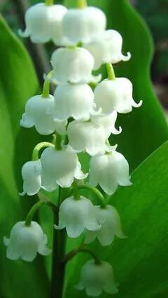 风铃草和铃兰花的区别有哪些，风铃草和风铃花的区别（是一种娇小可爱的观赏花卉）