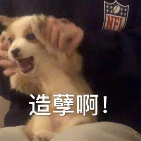 狗狗能吃糯米吗，狗狗最忌讳吃什么食物（这些东西可要小心了）