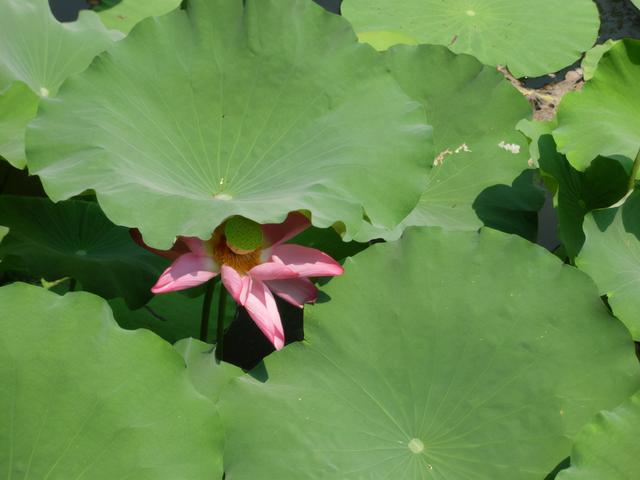 描述拙政园里的石舫，对拙政园的描写（金秋荷香——苏州拙政园<十>）