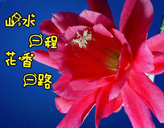 鲜花朋友圈配什么文字，朋友圈晒鲜花配什么文字（愿您寒冬温暖纯良不舍爱）