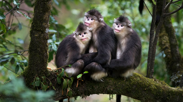 云南特有动物（最接近人类的红嘴唇动物）