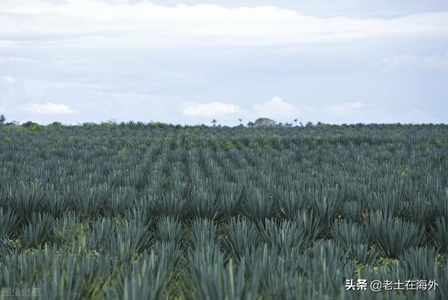 坦桑尼亚首都是哪，坦桑尼亚首都在哪里（坦桑尼亚是一个怎么样的国家）