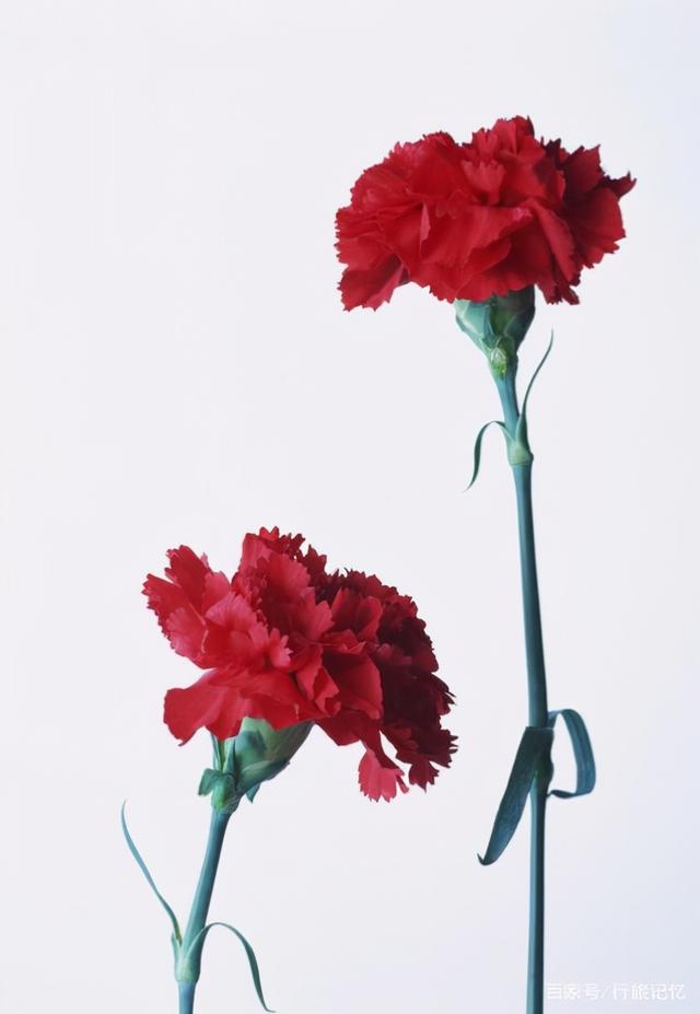 康乃馨不同颜色都代表什么，康乃馨不同颜色都代表什么寓意（那些需要知道的花事）