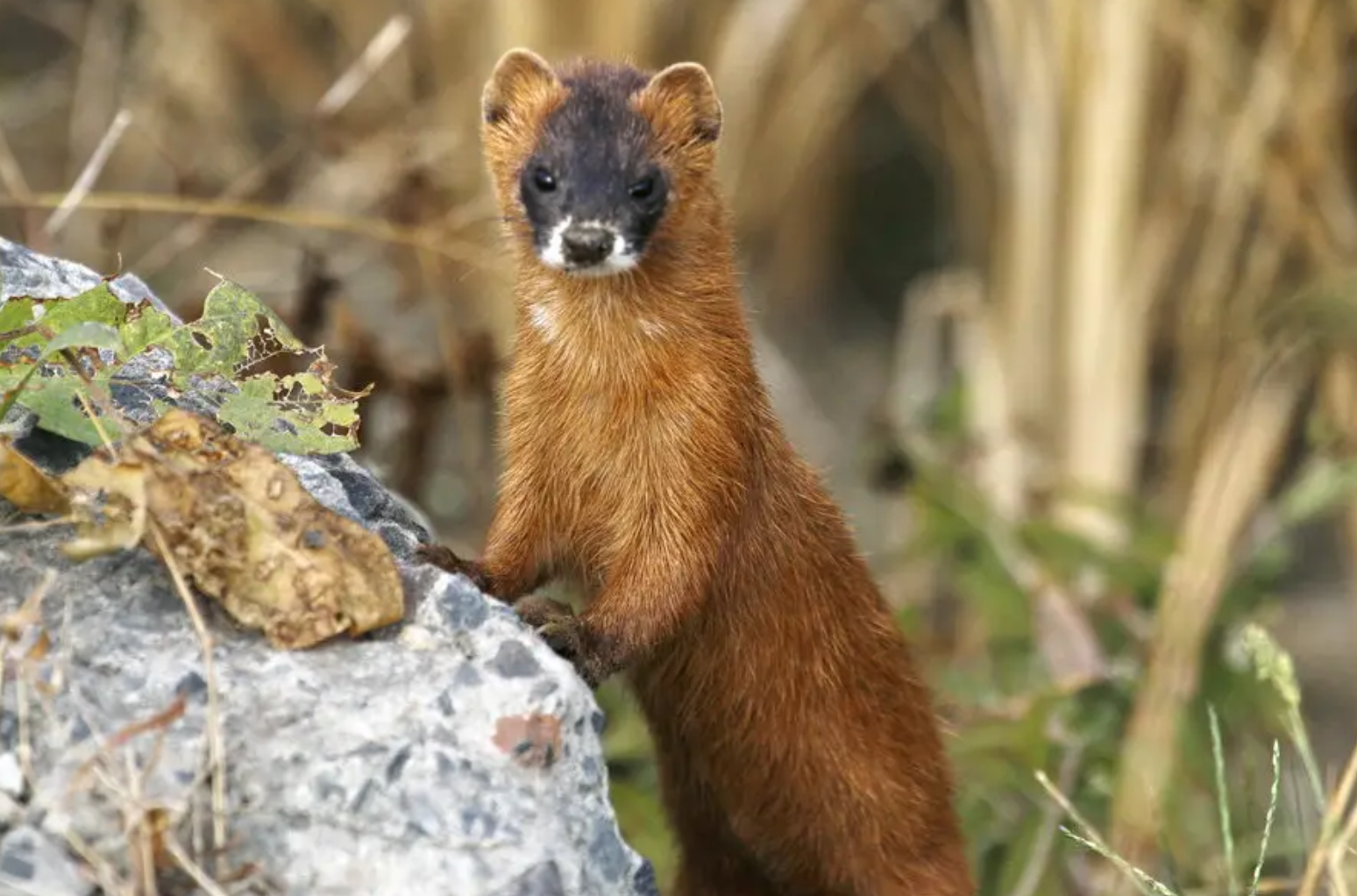 动物拜月,故宫发生"黄鼠狼拜月"