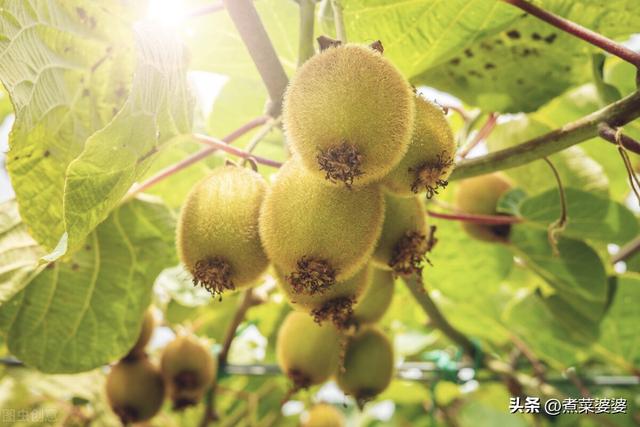 酸性水果有哪些，酸性水果和蔬菜有哪些（入秋别忘多吃2种酸果）
