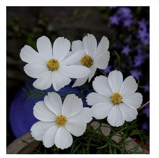 花朵的构造有哪些，花朵的组成结构（暴力拆解花朵的几何结构）