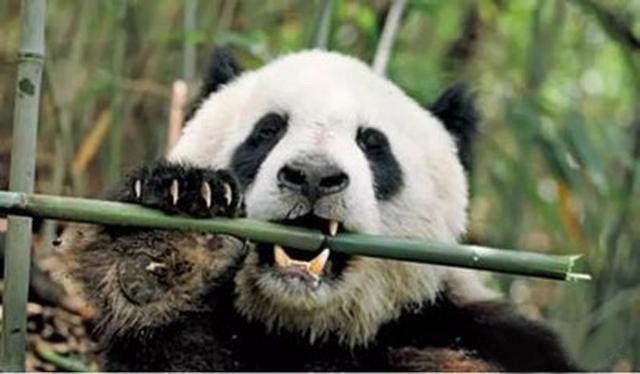 熊猫冬眠吗为什么，熊猫冬眠吗为什么会死（大熊猫是冬眠的动物吗）