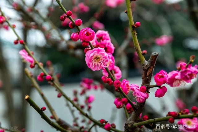 觌组词觌的组词觌字怎么组词，朲组词怎么组词（寻梅 组词 作者：刘妙顺）