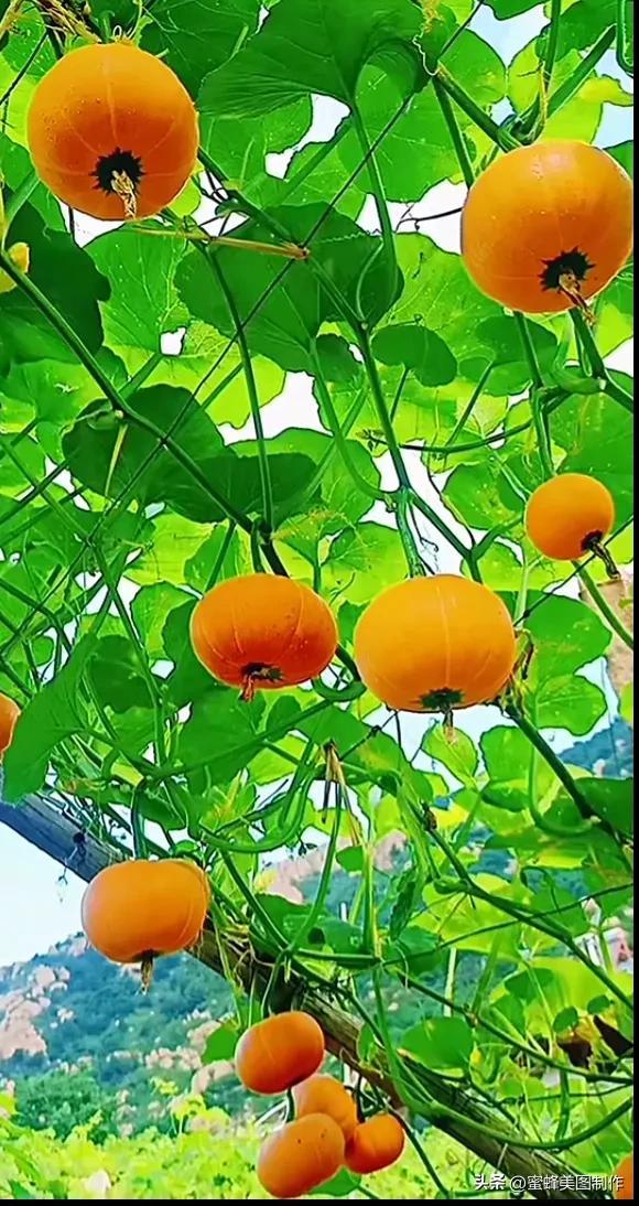 四个季节各有什么水果和蔬菜，四个季节各有什么水果和蔬菜和水果（60张水果蔬菜壁纸美图）