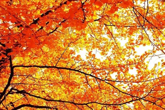 秋天是一个什么样的季节，秋天是一个什么样的季节写一段话（分享绝美秋色：叠翠流金）