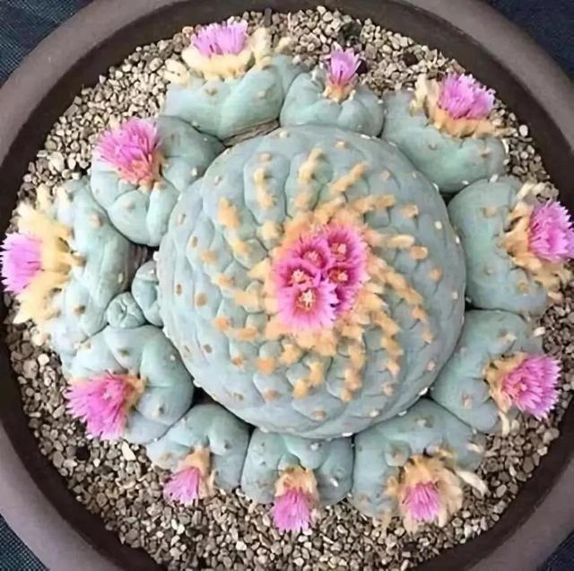 仙人掌开花图片，八种开花勤快的仙人掌植物（40多种罕见的仙人掌开花图）