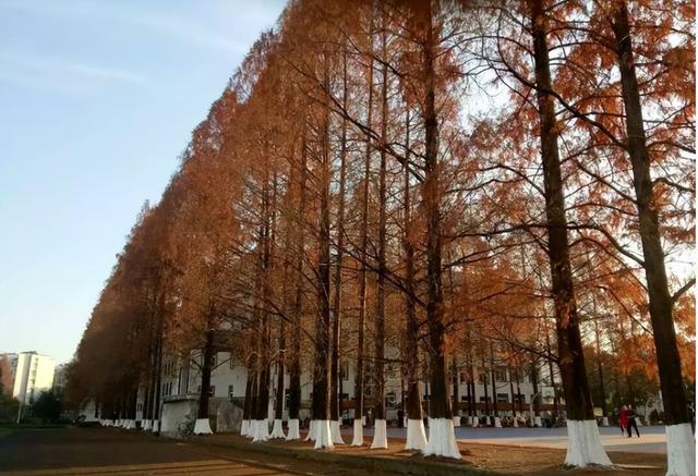 黄山学院怎么样，排名好不好（旅游专业的佼佼者——黄山学院）