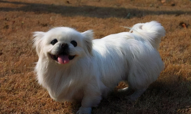 北京京巴狗,先了解它的优缺点(北京京巴狗多少钱)