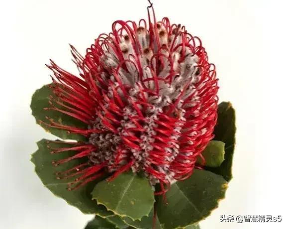 铁树开花的方法，铁树开花的方法有哪些（铁树开花了，也有芬芳的一天）