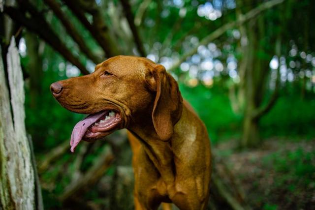 苏格兰牧羊犬智商排第几，苏格兰猎鹿犬的智商排名（盘点跑得“最快”的10种狗）