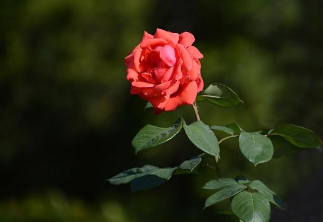 男生彻底放下后的表现，一个男生彻底放下你的表现（一个男人是不是在乎你）