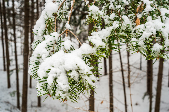 冬月吃什么，冬月吃什么水果（大雪时节要懂得“藏”）