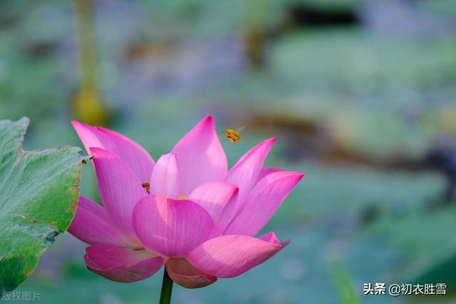 红莲花有什么寓意和象征，红莲花有什么寓意和象征风水（仲夏清新一朵莲美诗六首）