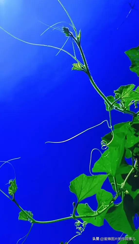 美图，可做壁纸，可以做壁纸的图片 唯美（愿你的生活像花一样灿烂）