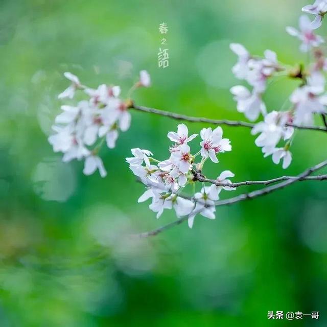 酸甜苦辣算什么是什么歌（带你感受春色的美）