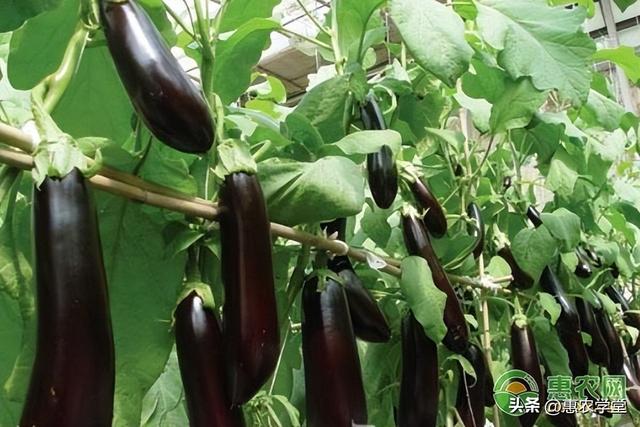 茄子干怎么做好吃，干茄子怎样做好吃又简单（现在市场上茄子多少钱一斤）