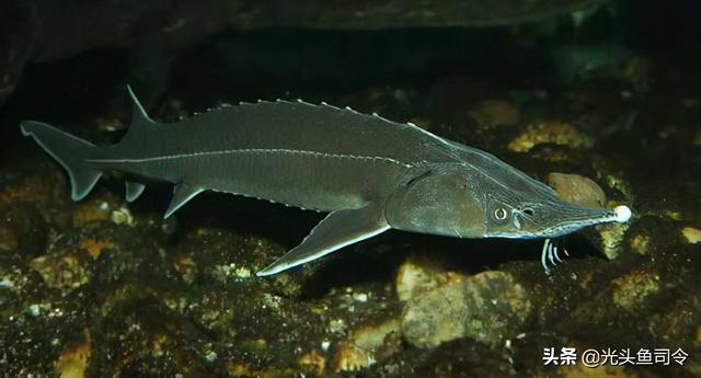 长江名贵鱼前十名，10大凶猛淡水鱼（我国保护的鱼类有87种）