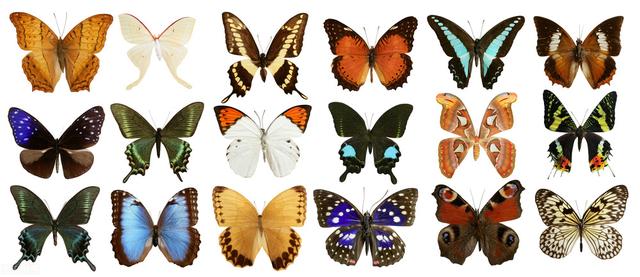 蝴蝶的翅膀是怎样的,蝴蝶的翅膀是怎样的形状(蝴蝶的翅膀为什么那么