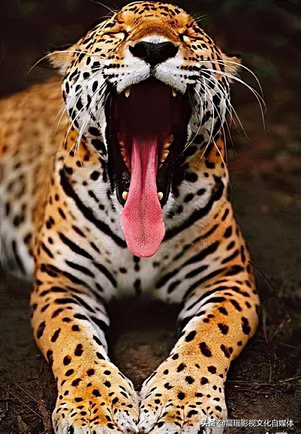 亚马逊热带雨林的危险动物，热带雨林有什么危险的动物（世界上最危险的亚马逊丛林）