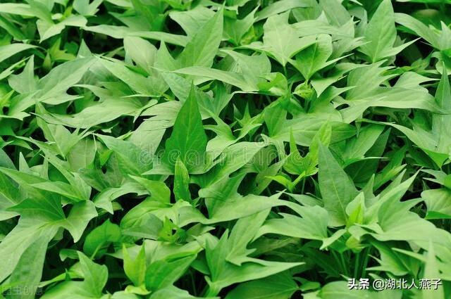 入伏了，这5样食材别忘吃，入伏吃啥饺子（2022年入伏时间表）