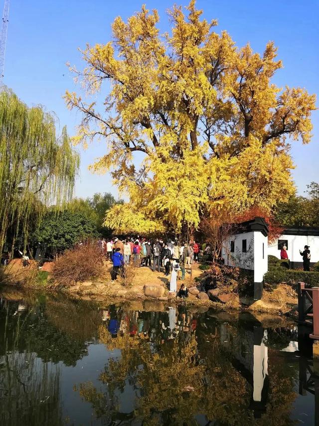 秋天银杏十大绝美诗句，咏上海001号古银杏树